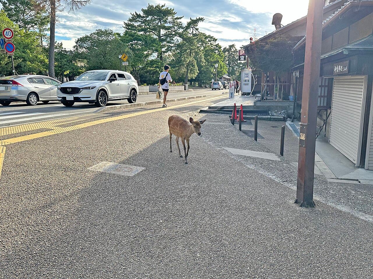 Vegan & Vegetarian Restaurants in Nara: 2026 Guide