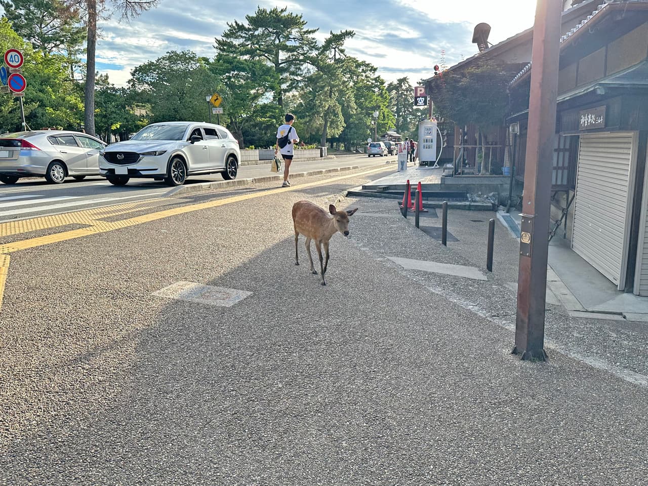 Vegan & Vegetarian Restaurants in Nara: 2026 Guide